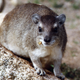 The little hyrax is more closely related to elephants than to rodents.